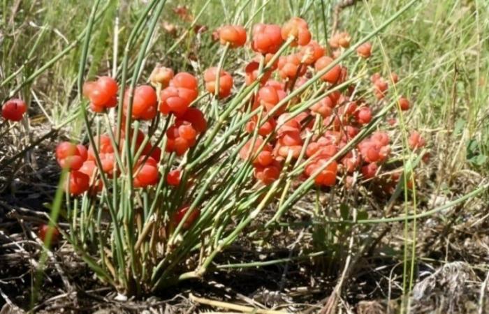 als Ephedra die Rituale der Ewigkeit heiratete