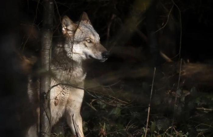 Hier ist der gefährlichste Wolf der Schweiz