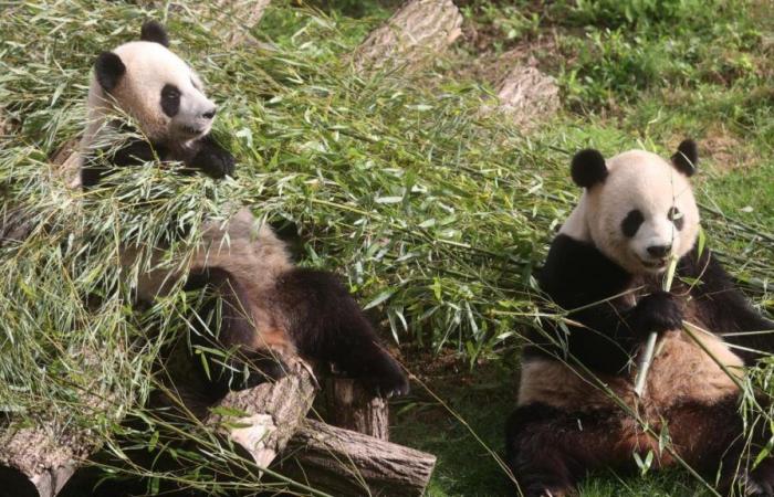 In Belgien geborene Pandas verlassen Pairi Daiza: das „kleine Geschenk“ des Tierparks an Besucher (Video)