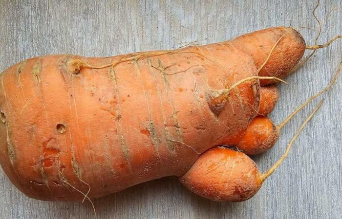 die überraschende Entdeckung einer Bewohnerin in ihrem Garten