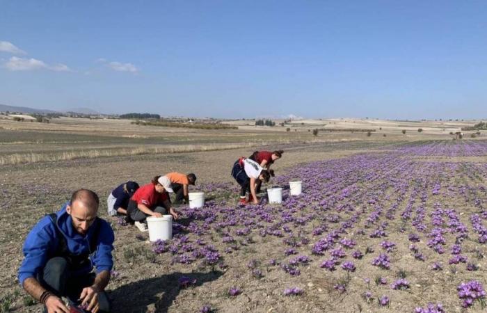 BERICHTERSTATTUNG. Kozani-Safran, dieses vom Klimawandel bedrohte „rote Gold“.