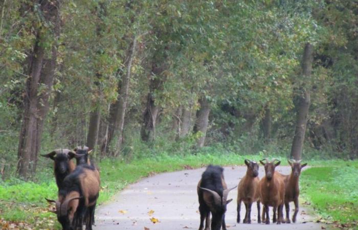 Diese ausgesetzten und sich selbst überlassenen Ziegen fanden in diesem Dorf in der Oise Zuflucht