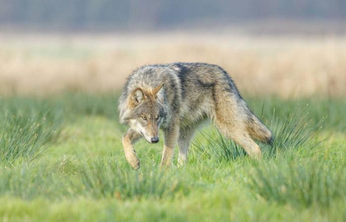 Wütend über Wolfsangriffe fesseln Bauern eine tote Färse an eine Unterpräfektur