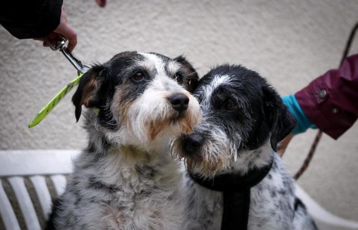 Zum ersten Mal in Calvados veranstaltet diese Bessin-Schutzhütte einen „Hunde-Solidaritätslauf“