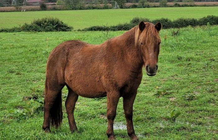 „Die Pferde werden den Winter ohne Schutz verbringen“, startet ein Tierheim in den Landes nach den Verwüstungen des Sturms Kirk eine Spendenaktion