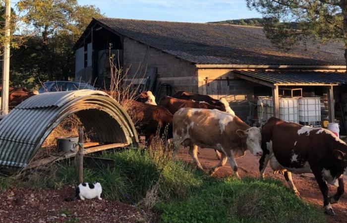 Bericht im Aveyron: Mit Angèle