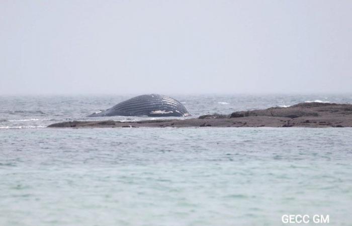 „Es ist ein junger Wal, fünf Meter lang“: Ein Wal, „der etwa zwei Tonnen wiegt“, wird an einem französischen Strand angespült