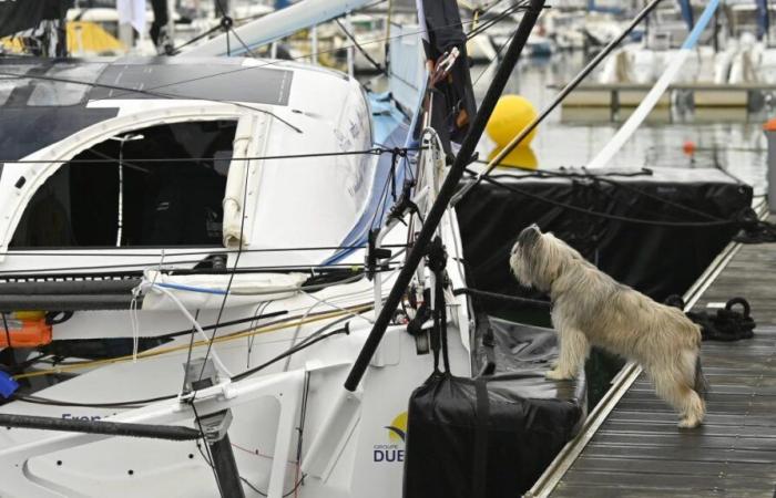 Auf dem Ponton Vendée Globe erhielten 11 Hunde eine Sondergenehmigung