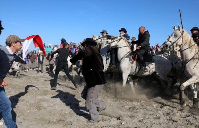 Abrivado-Festival, Pilzmesse, Führung durch L’Occitane… unsere 6 Ausflüge an diesem Sonntag in der Provence