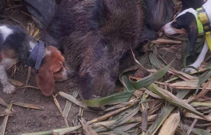 In Mayenne schlachteten sie ein 178 kg schweres Wildschwein