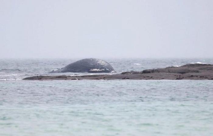 Wal tot am Strand des Ärmelkanals aufgefunden