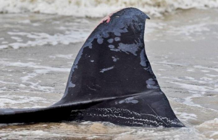 Kanal: Ein Wal wird an einen Strand gespült und treibt dann in Küstennähe: Nachrichten