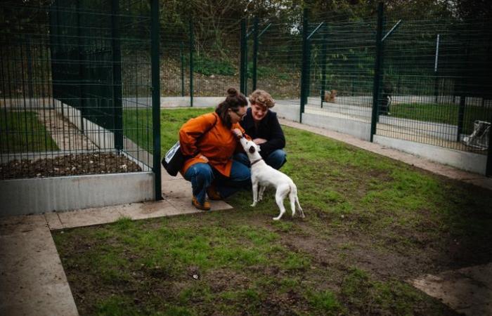 Größer, moderner, ökologischer… in Gennevilliers wird ein Tierheim der neuen Generation für die Öffentlichkeit zugänglich gemacht