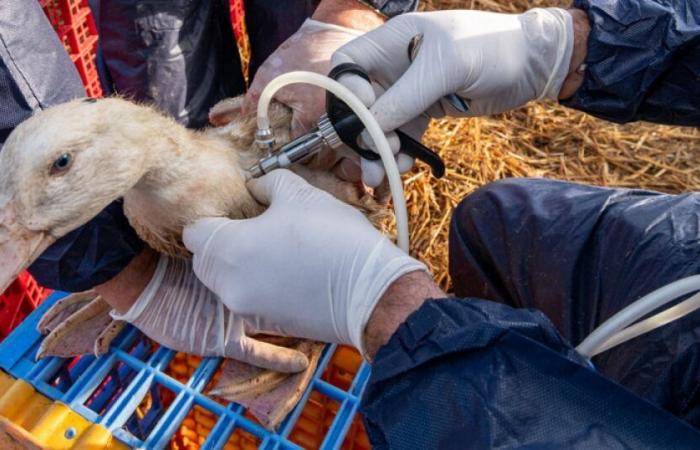 Vogelgrippe: Ein erster menschlicher Fall in Kanada: Nachrichten