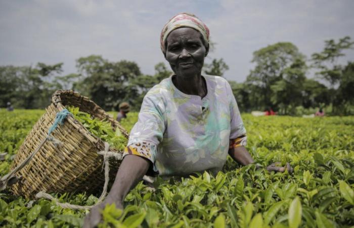 Kenia kämpft mit der Beseitigung seiner Bestände und erhöht seinen Mindestpreis