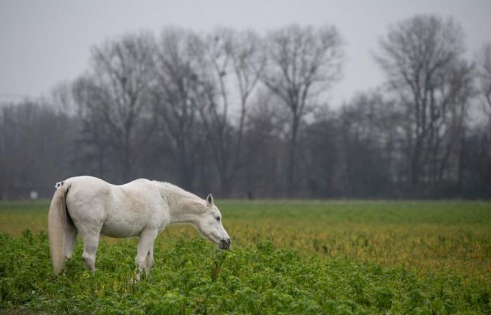 Ein 30.000 Euro teures Turnierpferd wurde von einem Jäger auf Privatgrundstücken getötet