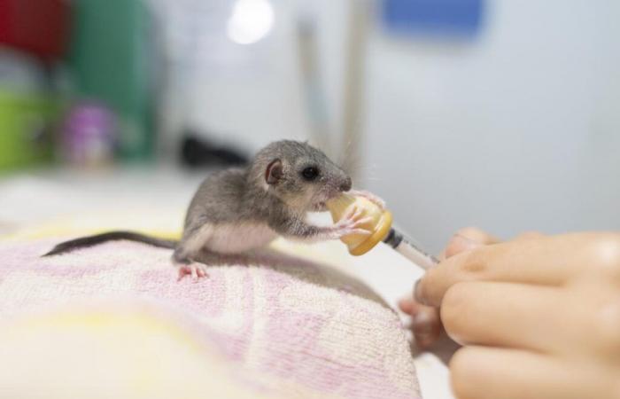 Die Niedlichkeit des Tages: Das Siebenschläferbaby schnappt sich die Flasche und wird im Naturschutzzentrum Charente munter