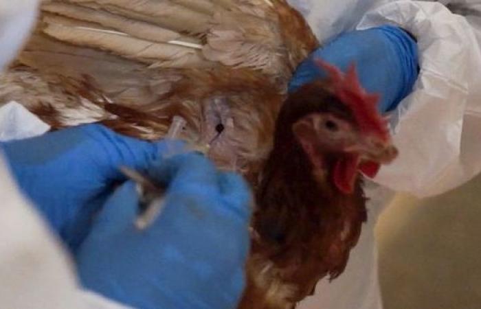 Vogelgrippe: Die wachsende Zahl der mit dem Virus infizierten Säugetiere beunruhigt die WHO