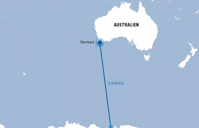 3.400 km von zu Hause: Australien rätselt über verirrten Pinguin