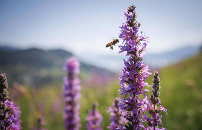 Waadt ist der erste Schweizer Kanton, der der IUCN beigetreten ist