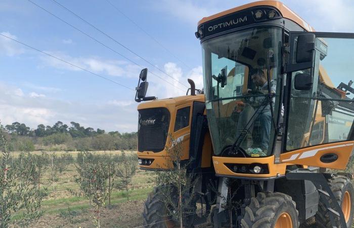 Entwicklung des Olivenanbaus in Aude: Oil’live Green startet seine erste Olivenernte in Berriac