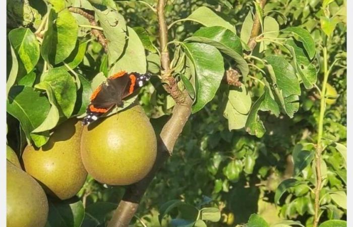 „Große Preisunterschiede zwischen der Conference und dem Doyenné du Comice“