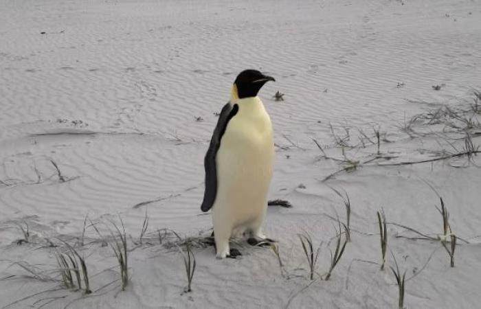 Strömung gefolgt: Kaiserpinguin Gus verirrt sich ins 3400 km entfernte Australien