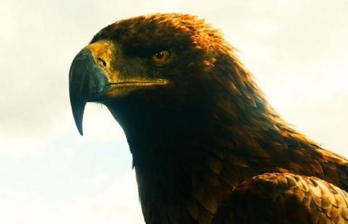 Der Herr der Ringe: 8 Geheimnisse der Adler