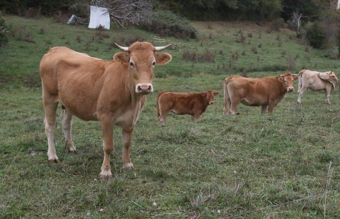 Kühe, Schafe, Enten: Beunruhigte Lot-Bauern haben ihre Nutztiere streng überwacht