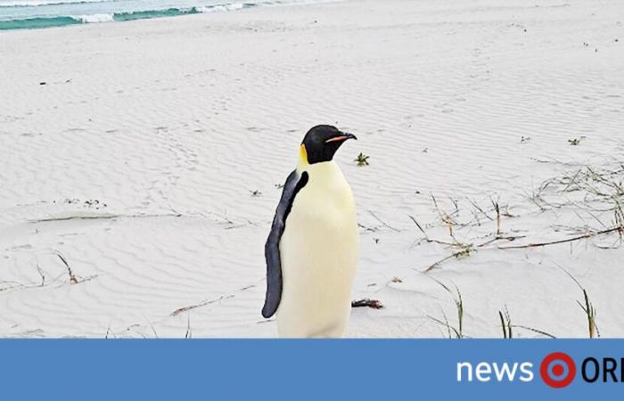 3.400 km von zu Hause: Australien rätselt über verirrten Pinguin