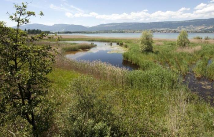 In der Grande Cariçaie gedeiht eine kleine, bedrohte Heuschrecke