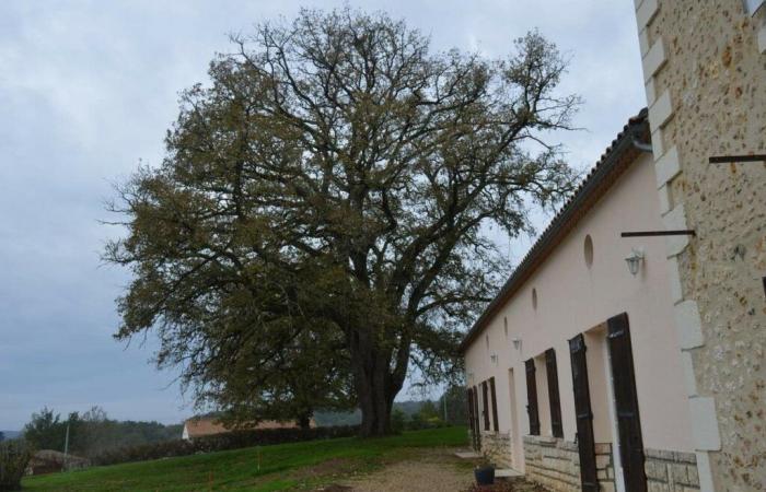 Sollten wir diese jahrhundertealte Eiche fällen? In der Dordogne tobt die Debatte