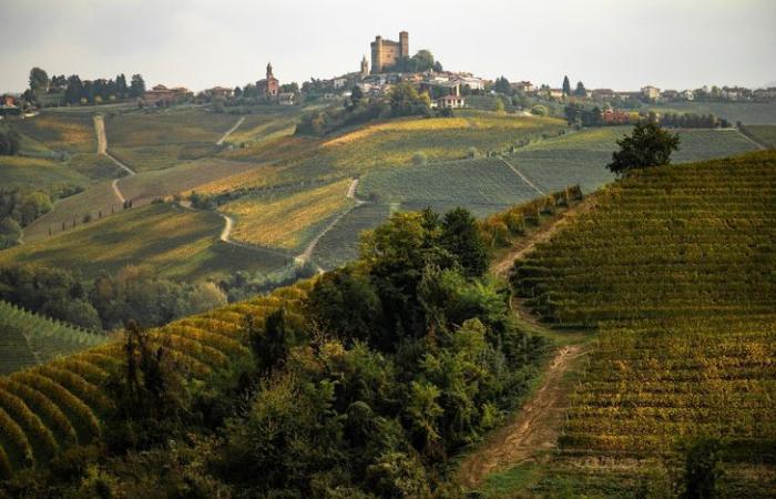 Der weiße Trüffel, das Gold Italiens, bedroht durch die Verwüstungen des Klimas