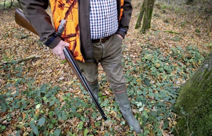 „Es kann kein Unfall sein“: Hunter tötet Wettkampfstute auf der Wiese