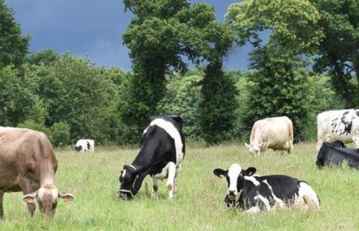 Möglichkeiten zur Reduzierung der Treibhausgasemissionen aus der Viehhaltung in Frankreich