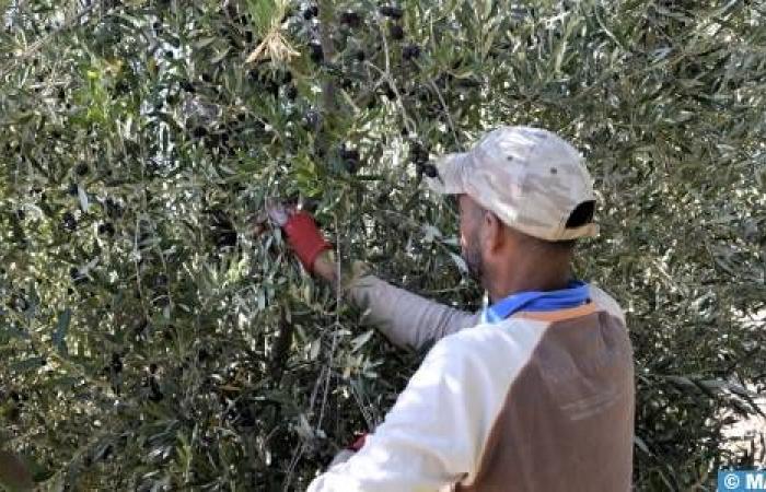 Olivenanbau: Die Erntezeit stimuliert die Beschäftigung in Béni Mellal