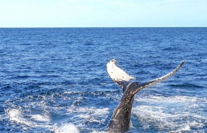 Kanal: Entdeckung eines toten Wals am Strand – LINFO.re