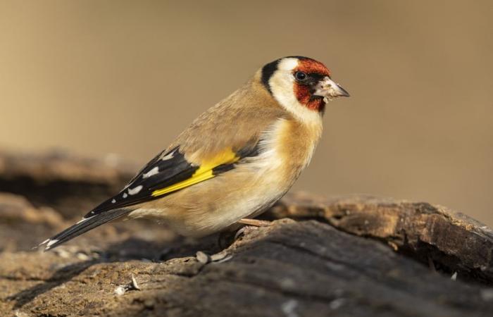 Er fing geschützte Vögel mit Leim ein, der Wilderer geriet in die Netze der Umweltpolizei