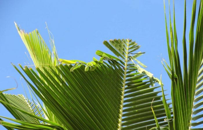 Vorschläge für Projekte zur Bekämpfung invasiver Arten, die vom staatlichen Landwirtschaftsministerium gesucht werden: Kauai Now