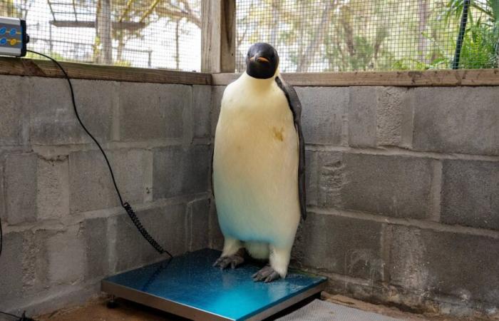 Nach 3400 Kilometern Reise: Rekord-Pinguin muss jetzt Muckis zulegen | News