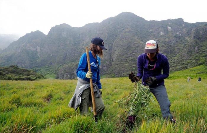 Freiwillige für Rucksacktour in den Haleakalā-Krater auf Maui gesucht: Kauai Now