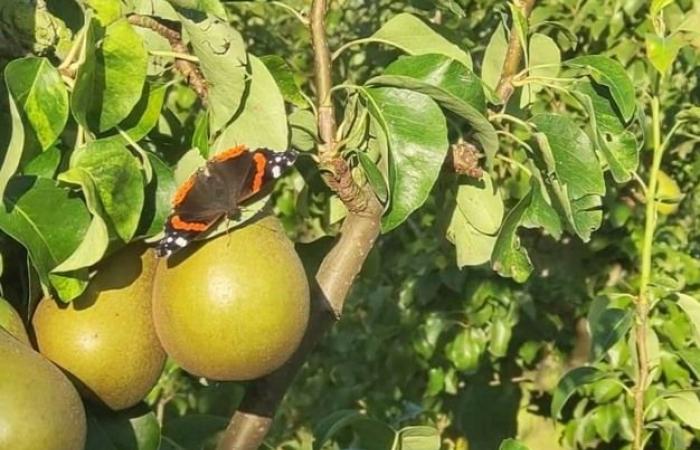 „Große Preisunterschiede zwischen der Conference und dem Doyenné du Comice“