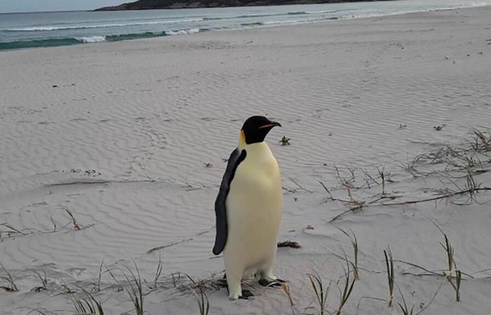 Kaiserpinguin schwimmt offenbar 3.500 Kilometer bis Australien