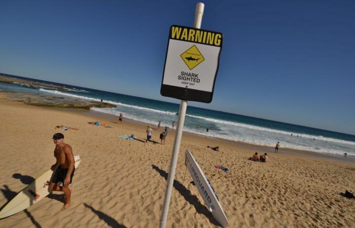 Forscher haben möglicherweise die Lösung gefunden, Surfer vor Hai-Angriffen zu schützen