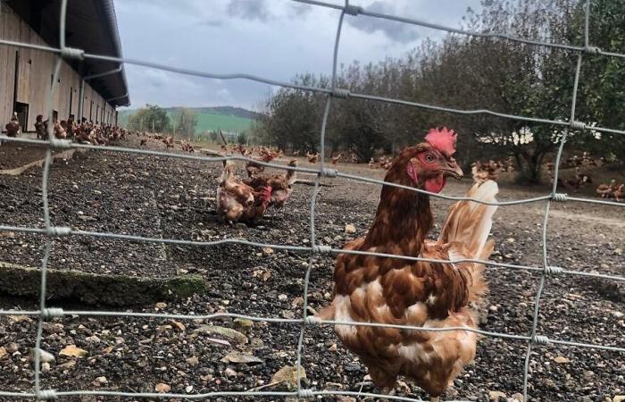 Vogelgrippe: Sämtliches Geflügel muss in der Mosel eingesperrt werden