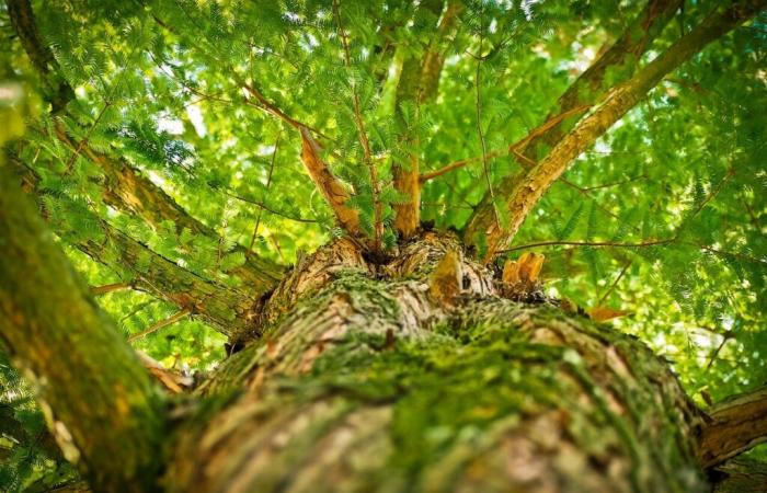 Das Ministerium pflanzt 142 Bäume entlang seiner Straßen