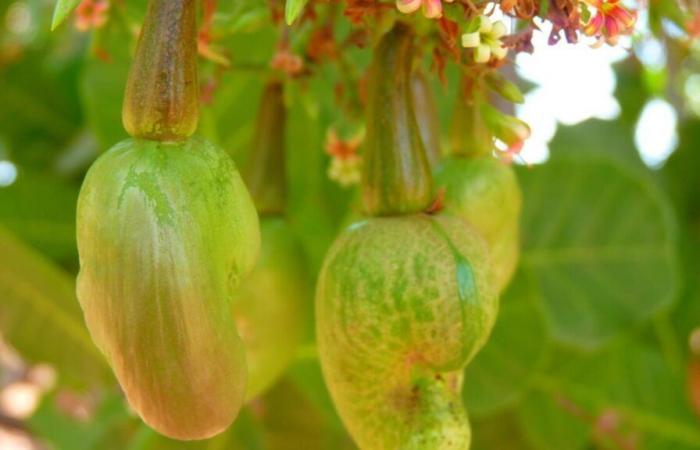 Im Senegal ist die Verarbeitung von Cashewnüssen schwierig