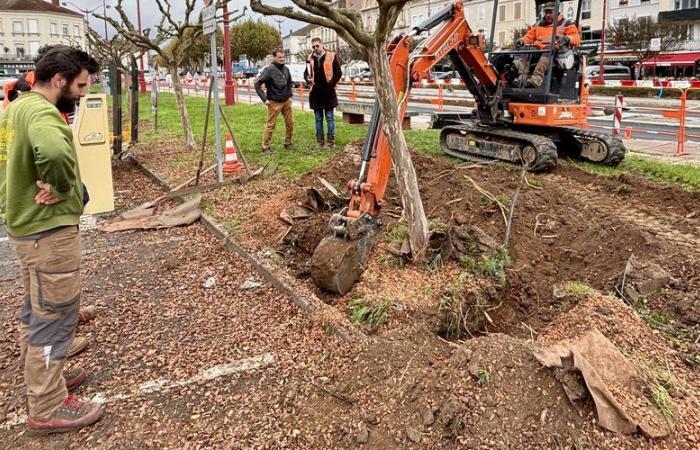 Villeneuve-sur-Lot: Bäume entwurzelt, um ein paar Meter weiter zu ziehen