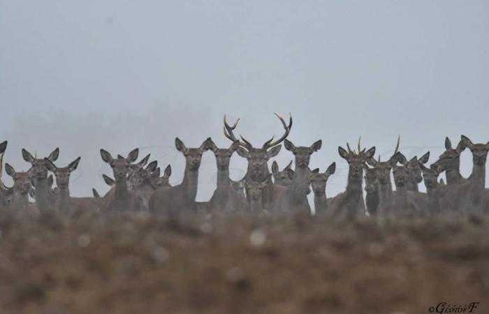 IN BILDERN. Fast 200 Hirsche am Horizont, er fotografiert diese unglaubliche Herde, die aus dem Nebel auftaucht