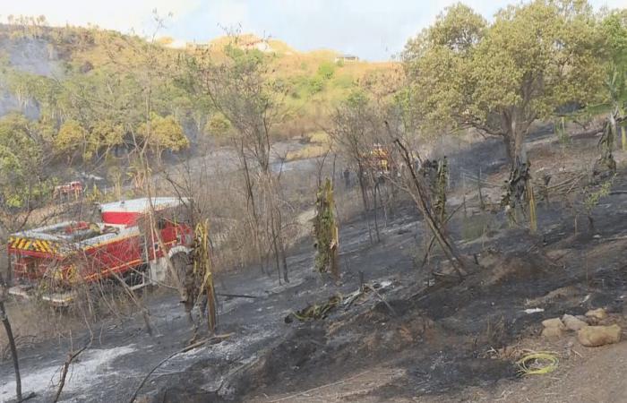 In Païta brannten rund zwanzig Hektar